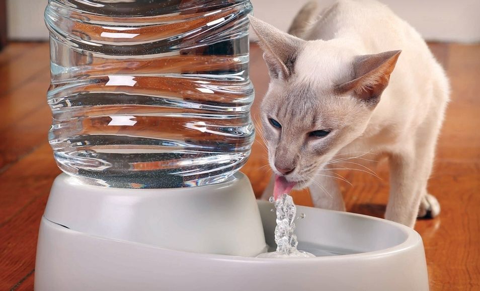 Кошка отказывается пить воду?